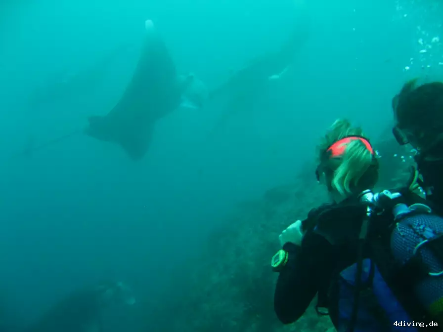 Tauchfoto royal-island-19