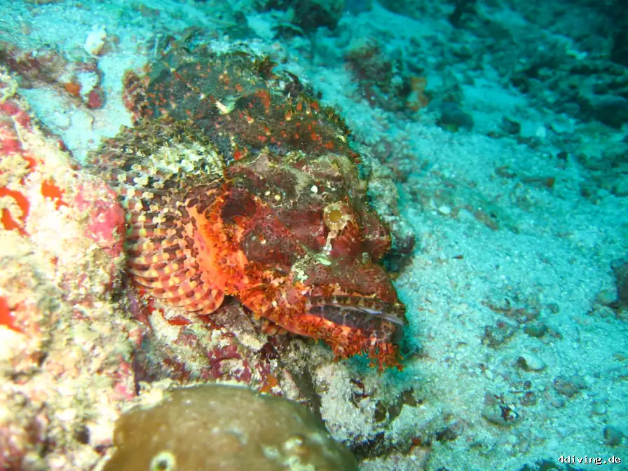 Tauchfoto royal-island-21