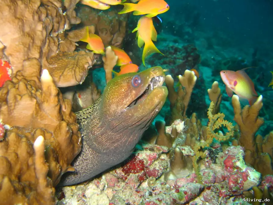 Tauchfoto royal-island-22