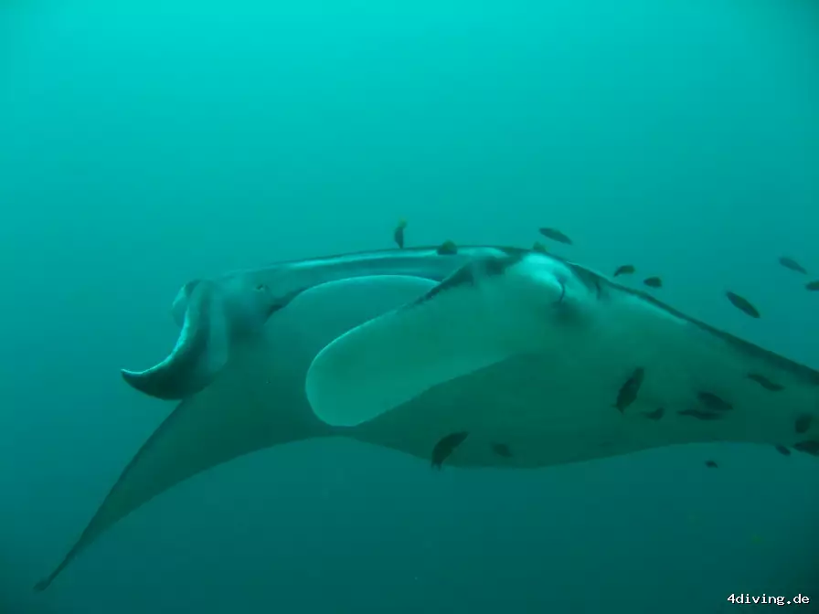 Tauchfoto royal-island-23