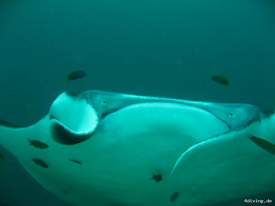 Tauchfoto royal-island-24