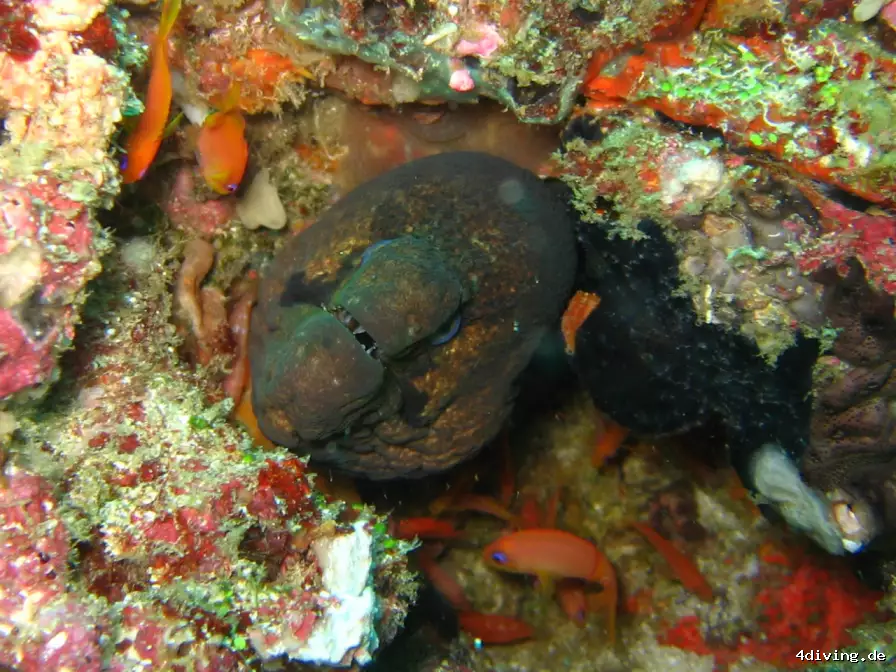 Tauchfoto royal-island-25