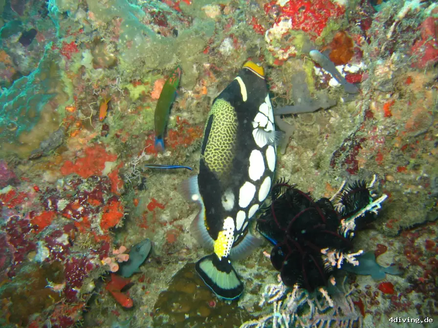 Tauchfoto royal-island-26