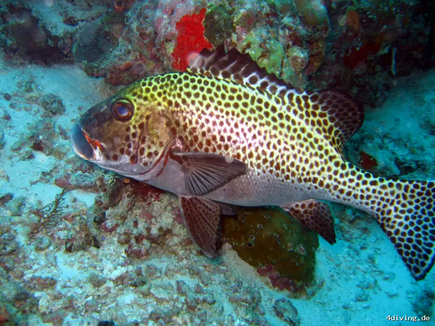 Tauchfoto royal-island-27