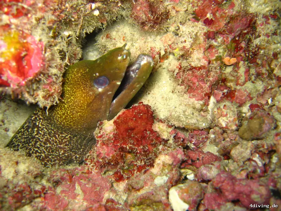 Tauchfoto royal-island-28