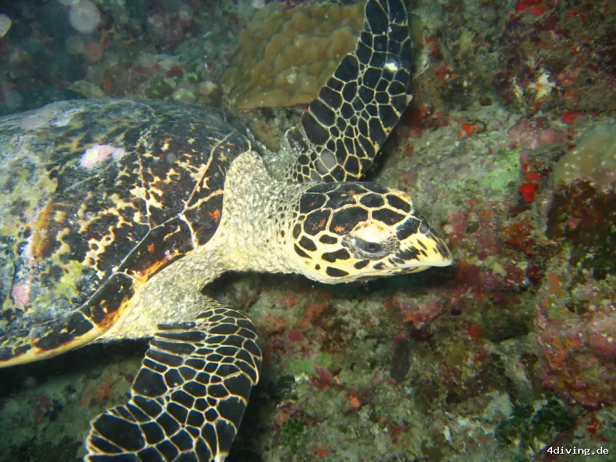 Tauchfoto royal-island-29