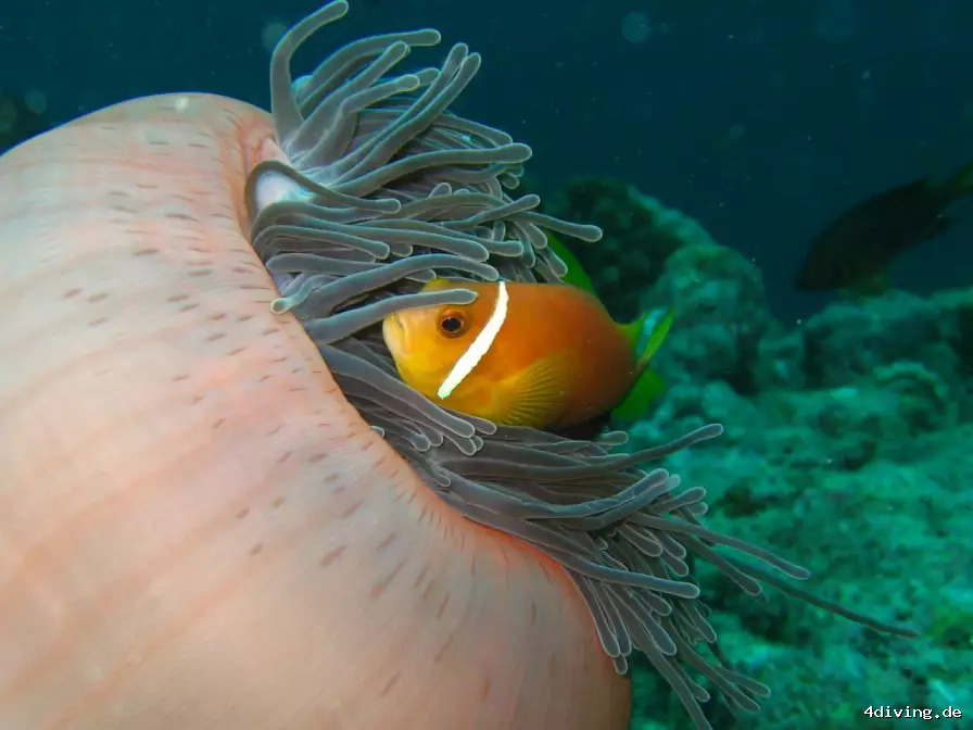 Tauchfoto royal-island-30