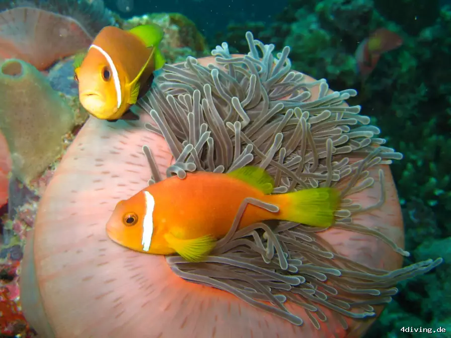 Tauchfoto royal-island-31