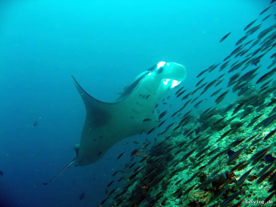 Tauchfoto royal-island-32