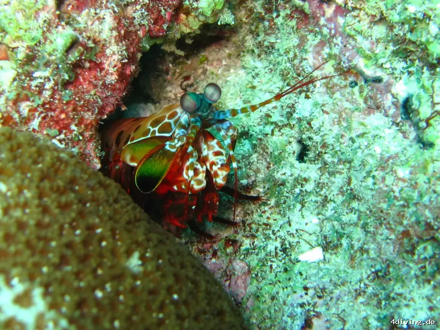 Tauchfoto royal-island-33