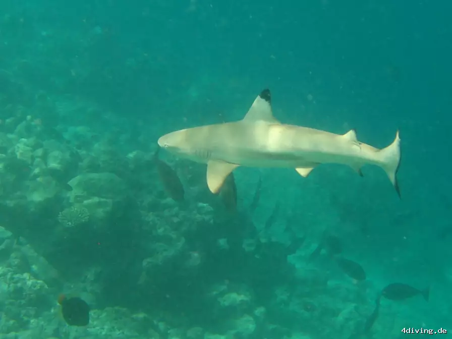 Tauchfoto royal-island-34