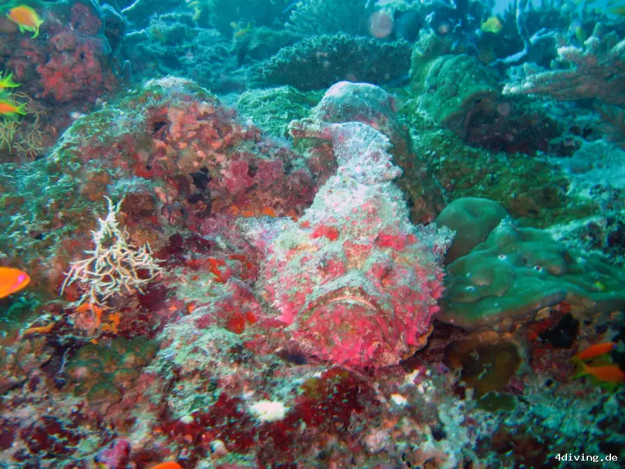 Tauchfoto royal-island-35