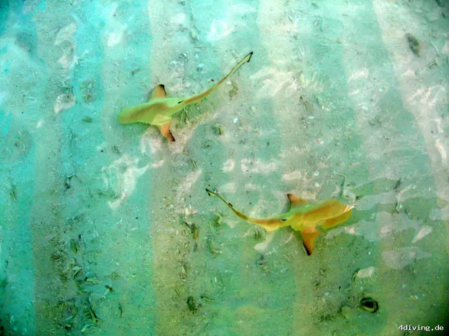 Tauchfoto royal-island-36