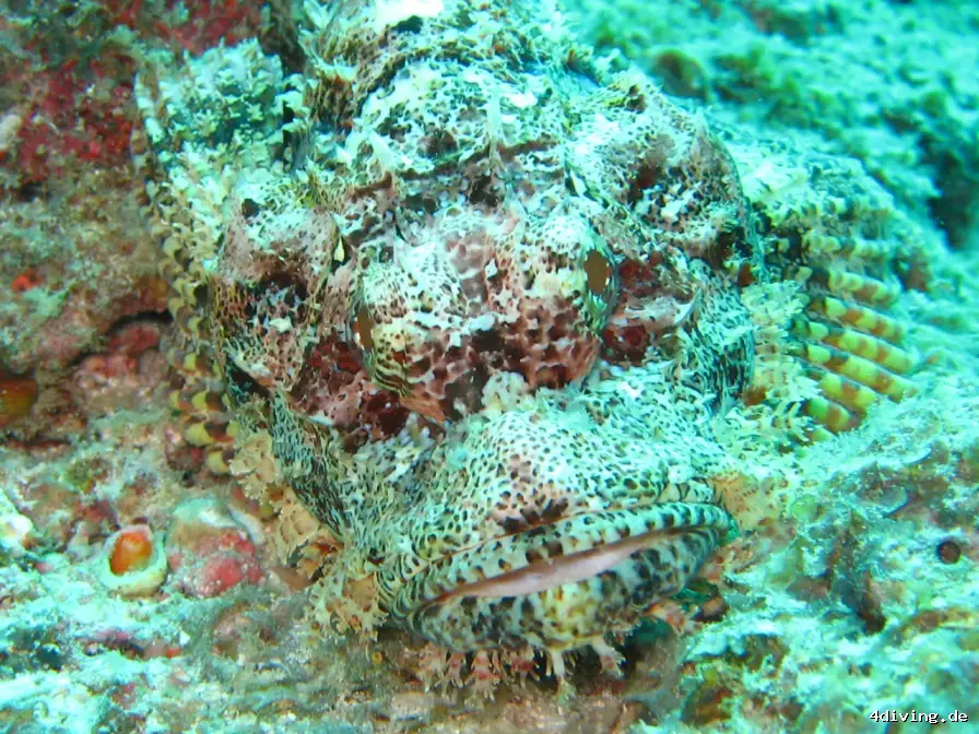 Tauchfoto royal-island-37