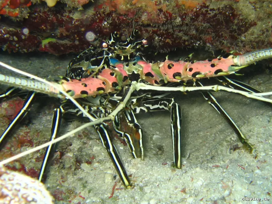 Tauchfoto royal-island-38