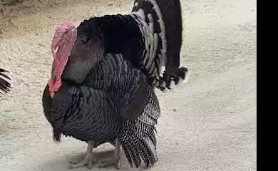 Hotel TUI BLUE Olhuveli Romance